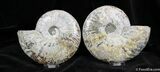 Stunningly Beautiful Inch Split Ammonite #1291-2